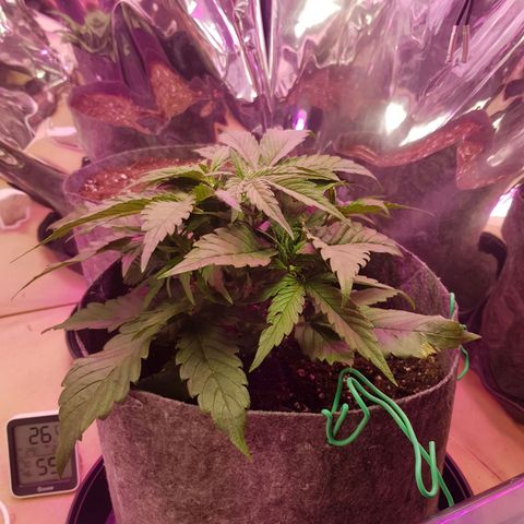 Blue Cheese Auto growlog timeline photo