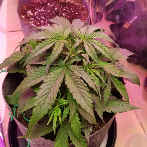 Blue Cheese Auto growlog photo: Day 14 of veg