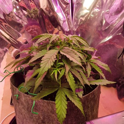 Blue Cheese Auto growlog photo: Day 14 of veg
