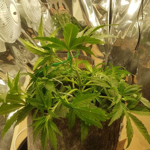 Blue Cheese Auto growlog timeline photo
