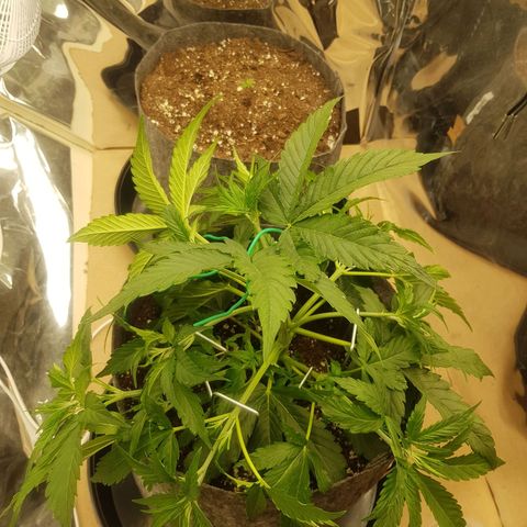 Blue Cheese Auto growlog timeline photo