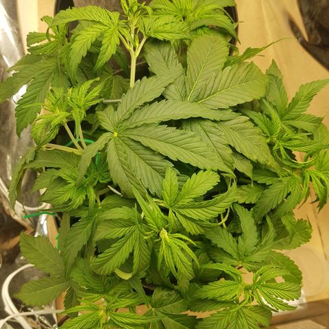 Blue Cheese Auto growlog timeline photo