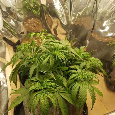 Blue Cheese Auto growlog timeline photo