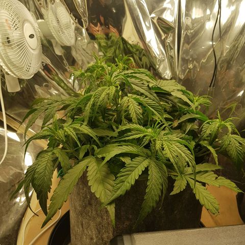 Blue Cheese Auto growlog timeline photo