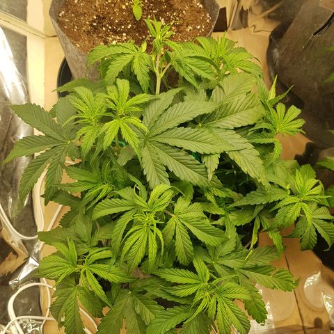 Blue Cheese Auto growlog timeline photo