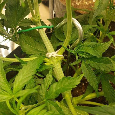 Blue Cheese Auto growlog timeline photo