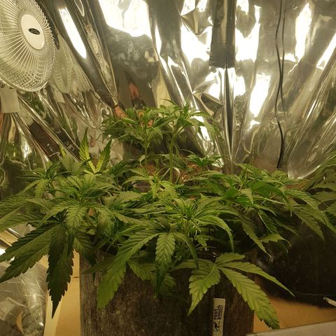 Blue Cheese Auto growlog photo: Defoliation, small split in 5 node, tied with string and propped up with hook. Redone LST