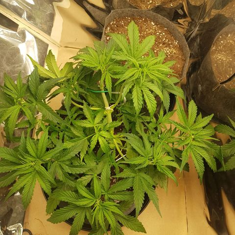 Blue Cheese Auto growlog photo: Defoliation, small split in 5 node, tied with string and propped up with hook. Redone LST