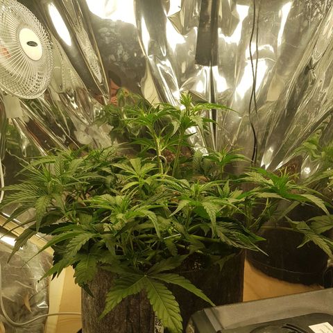Blue Cheese Auto growlog timeline photo