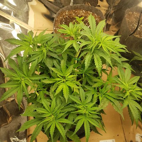 Blue Cheese Auto growlog timeline photo