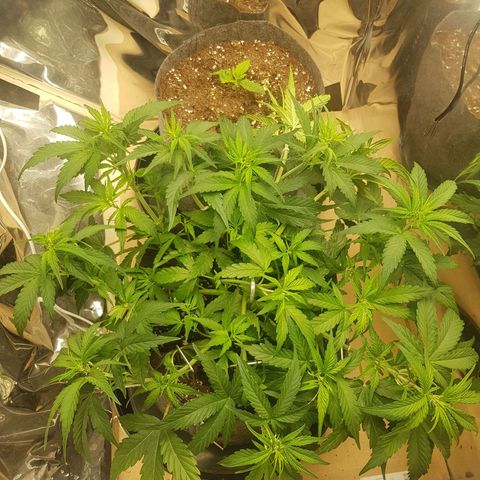 Blue Cheese Auto growlog timeline photo