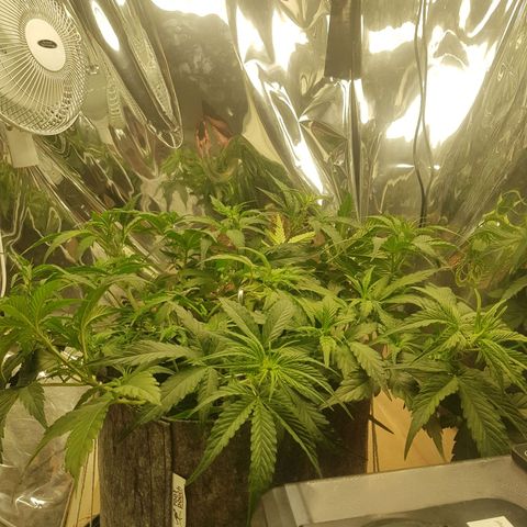 Blue Cheese Auto growlog timeline photo