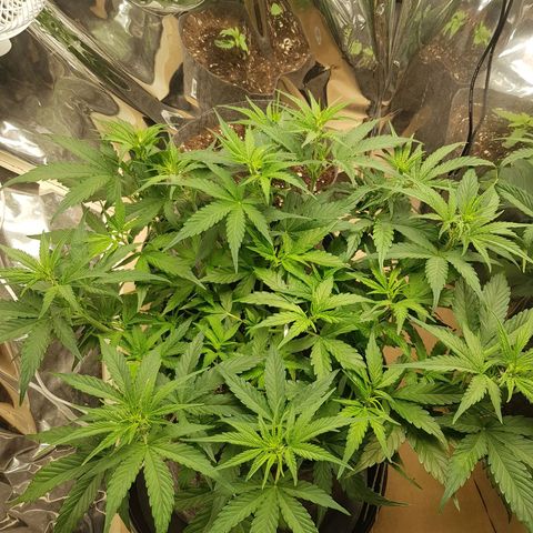 Blue Cheese Auto growlog timeline photo