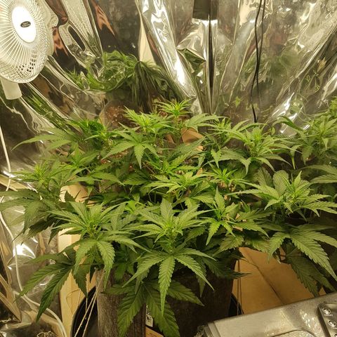 Blue Cheese Auto growlog timeline photo
