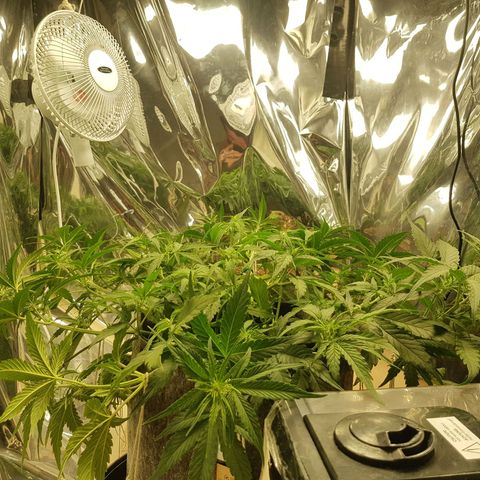 Blue Cheese Auto growlog timeline photo