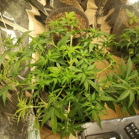 Blue Cheese Auto growlog timeline photo