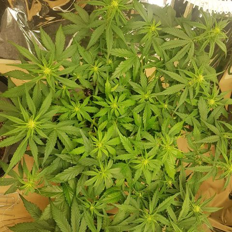 Blue Cheese Auto growlog timeline photo