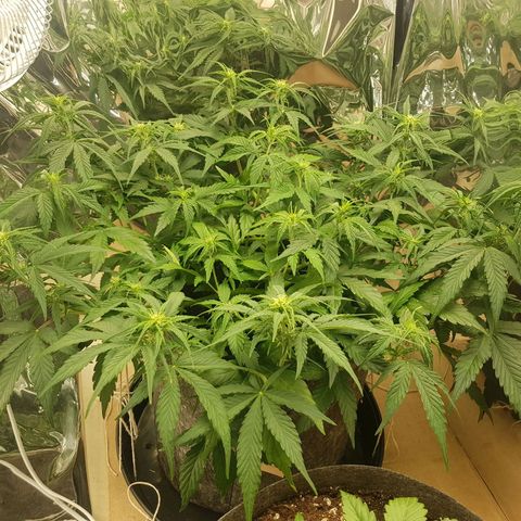 Blue Cheese Auto growlog timeline photo