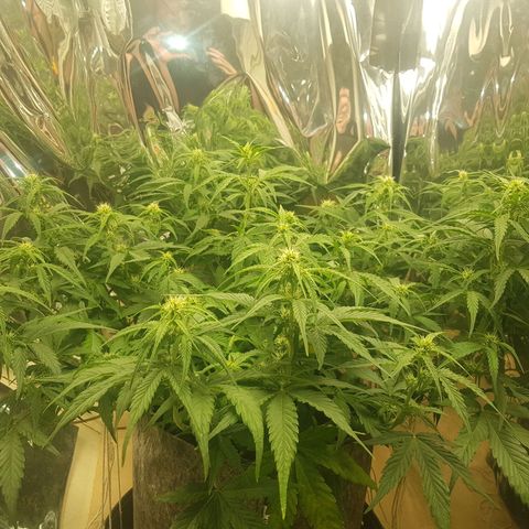 Blue Cheese Auto growlog timeline photo