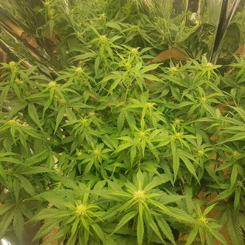 Blue Cheese Auto growlog timeline photo