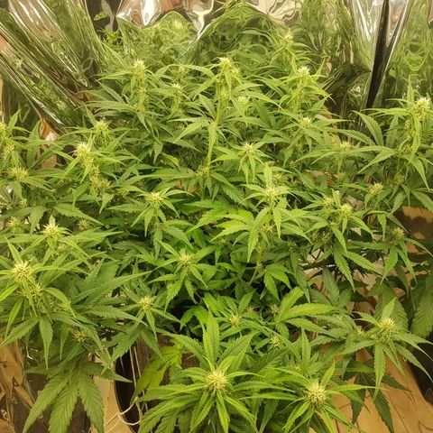 Blue Cheese Auto growlog timeline photo