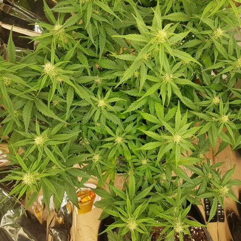 Blue Cheese Auto growlog timeline photo