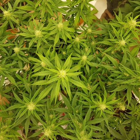 Blue Cheese Auto growlog timeline photo