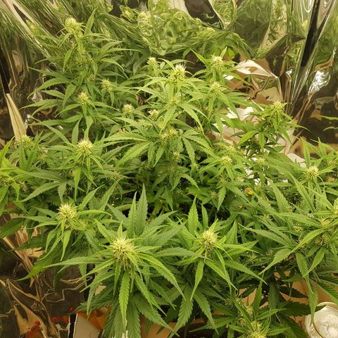 Blue Cheese Auto growlog timeline photo