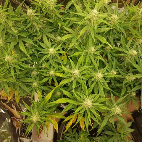 Blue Cheese Auto growlog photo: Mag def signs still ongoing treatment continued