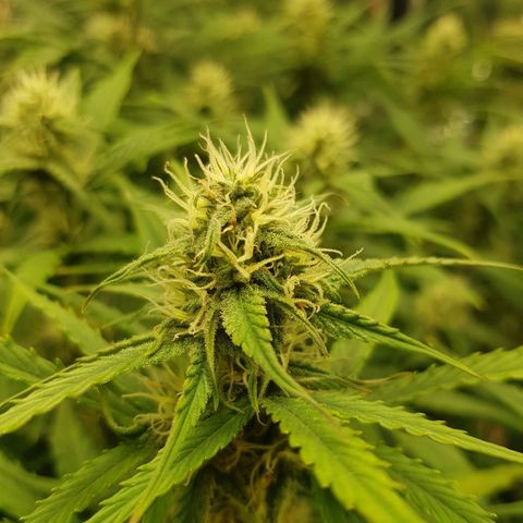 Blue Cheese Auto growlog photo: Mag def signs still ongoing treatment continued
