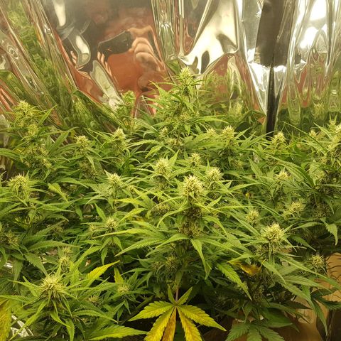Blue Cheese Auto growlog photo: Mag def signs still ongoing treatment continued