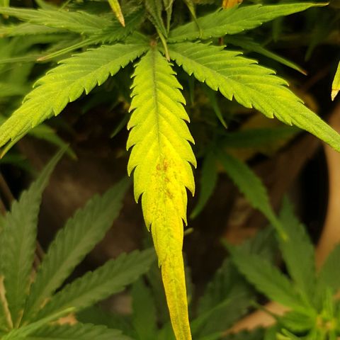 Blue Cheese Auto growlog timeline photo