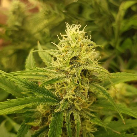 Blue Cheese Auto growlog timeline photo