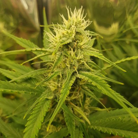 Blue Cheese Auto growlog timeline photo