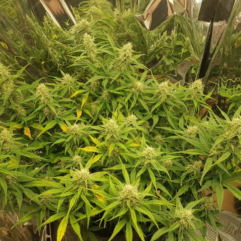 Blue Cheese Auto growlog timeline photo