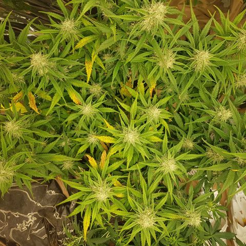 Blue Cheese Auto growlog timeline photo