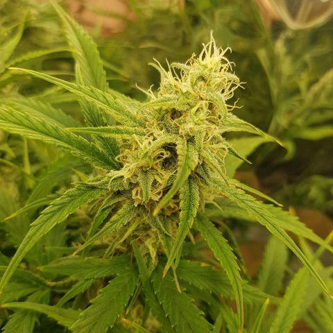 Blue Cheese Auto growlog timeline photo