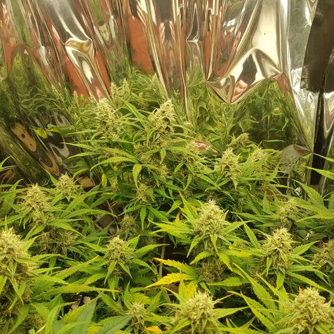 Blue Cheese Auto growlog timeline photo