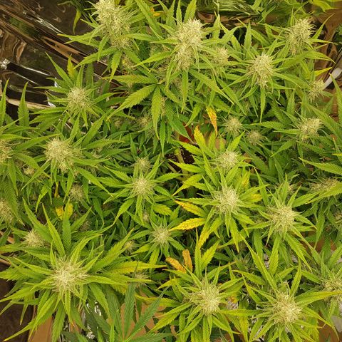 Blue Cheese Auto growlog timeline photo