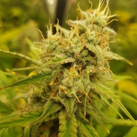 Blue Cheese Auto growlog timeline photo