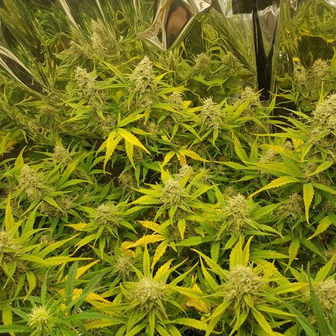 Blue Cheese Auto growlog timeline photo