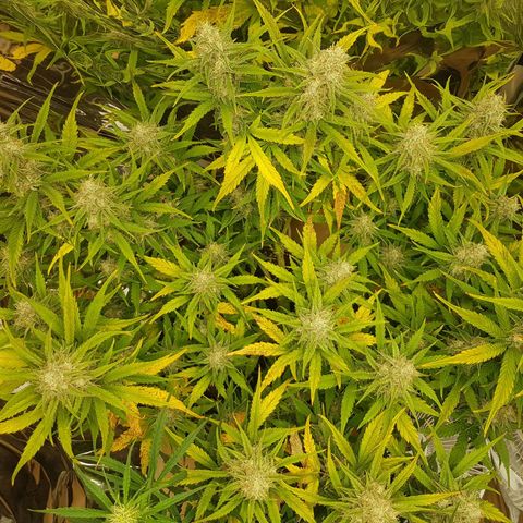 Blue Cheese Auto growlog timeline photo