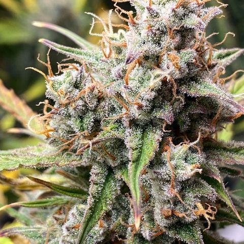 Blue Cheese Auto growlog photo: Day 73