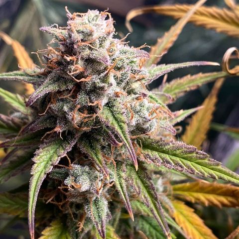 Blue Cheese Auto growlog photo: Day 73