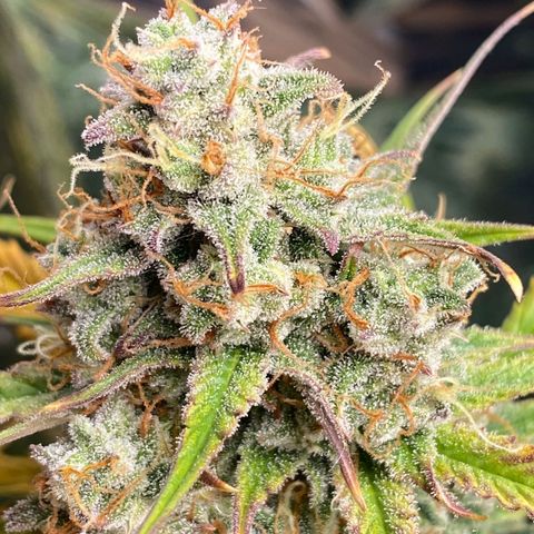Blue Cheese Auto growlog photo: Day 73