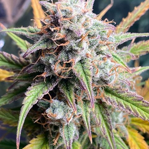 Blue Cheese Auto growlog photo: Day 73