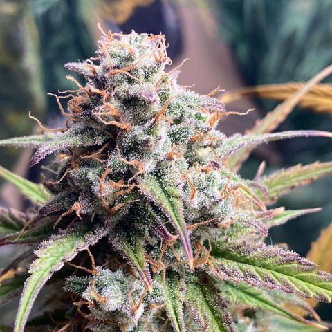 Blue Cheese Auto growlog photo: Day 73
