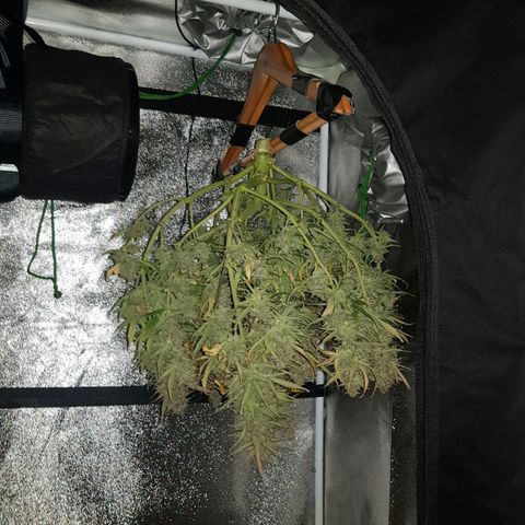 Blue Cheese Auto growlog photo: Harvest after 48 hours darkness.