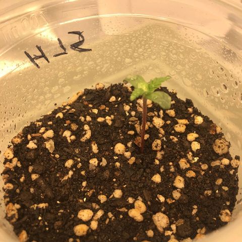 Super Lemon Haze #2 growlog timeline photo