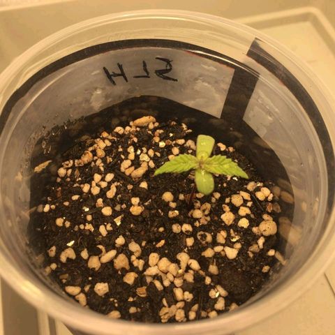 Super Lemon Haze #2 growlog timeline photo